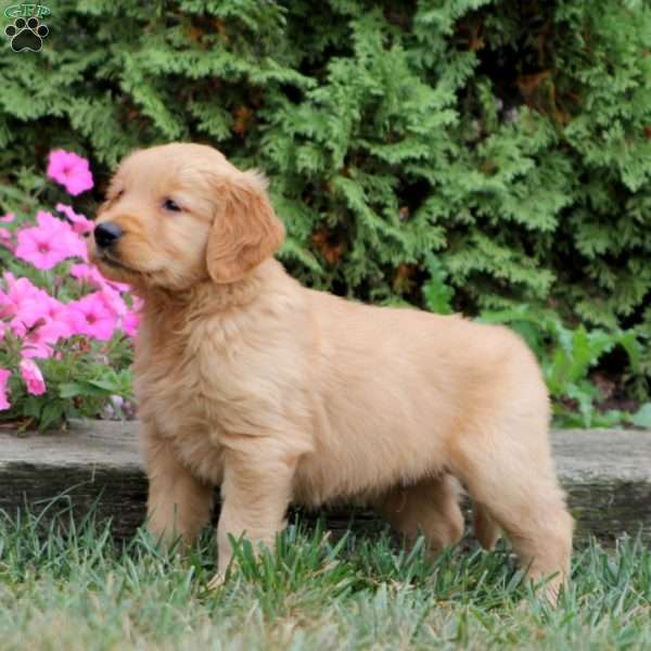 Waldo, Golden Retriever Puppy