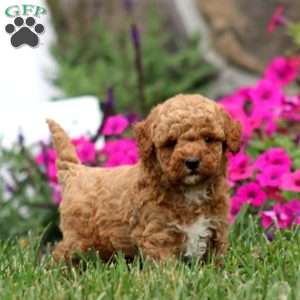 Waldo, Miniature Poodle Puppy