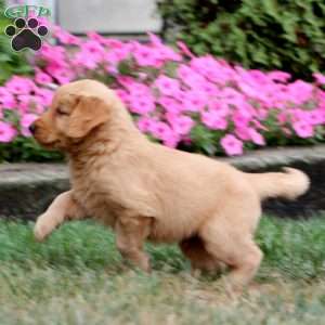 Waldo, Golden Retriever Puppy
