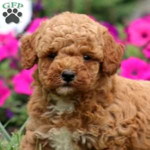 Waldo, Miniature Poodle Puppy
