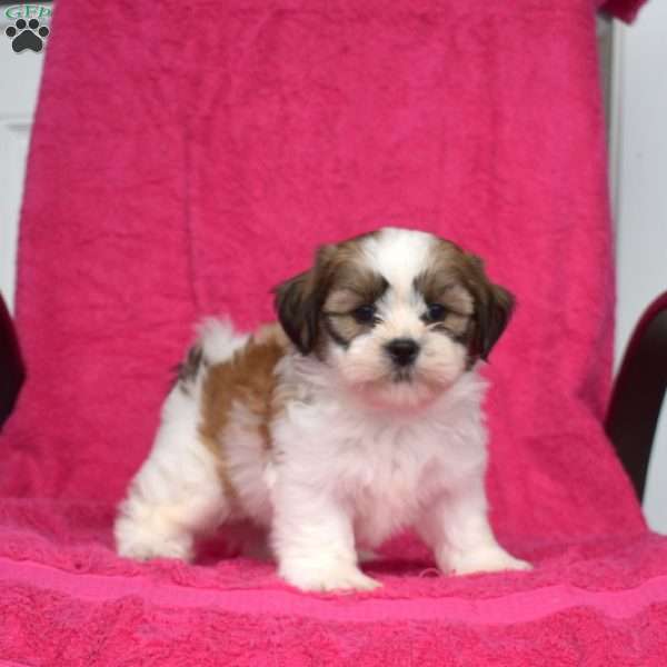 Walter, Shih Tzu Puppy