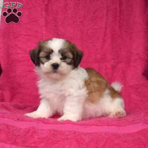 Walter, Shih Tzu Puppy