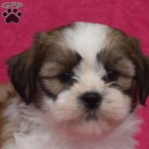 Walter, Shih Tzu Puppy