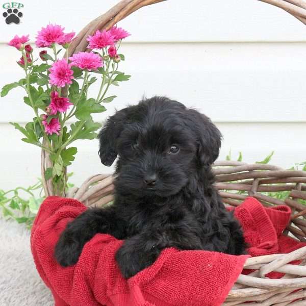 Wanda, Yorkie Poo Puppy