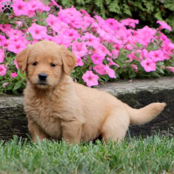 Wanda, Golden Retriever Puppy