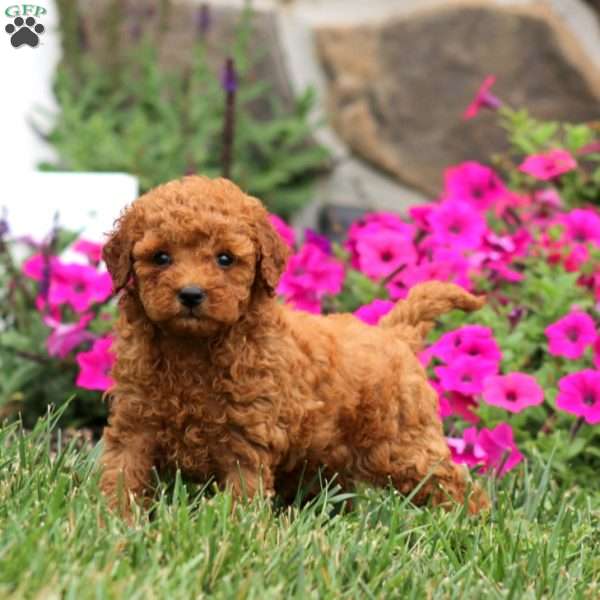Wanda, Miniature Poodle Puppy