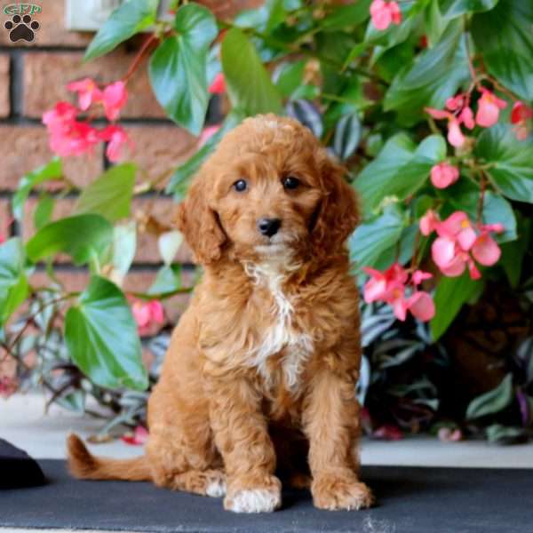 Wanda, Mini Goldendoodle Puppy