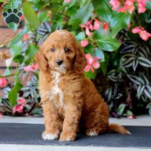 Wanda, Mini Goldendoodle Puppy
