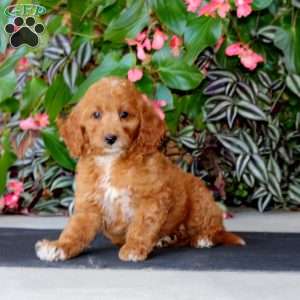 Wanda, Mini Goldendoodle Puppy