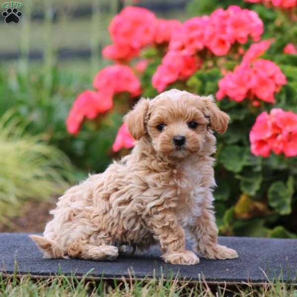 Watson, Maltipoo Puppy