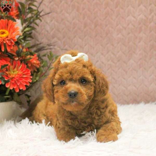 Wendy, Cavapoo Puppy