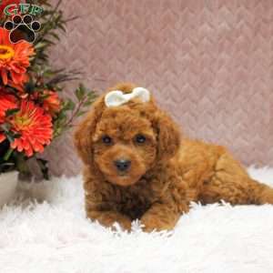 Wendy, Cavapoo Puppy