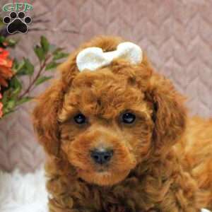 Wendy, Cavapoo Puppy