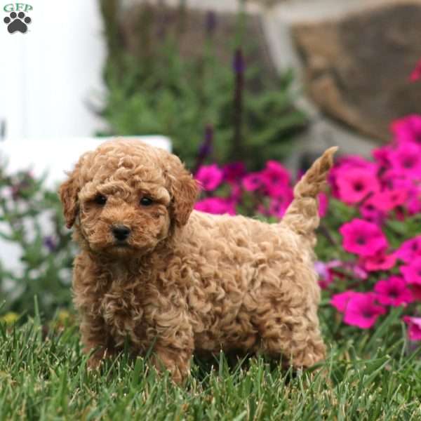Wendy, Miniature Poodle Puppy