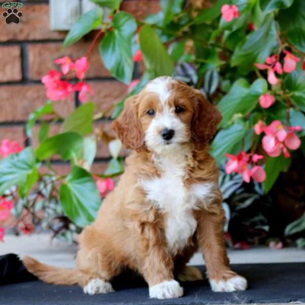 Wendy, Mini Goldendoodle Puppy