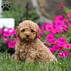 Wendy, Miniature Poodle Puppy