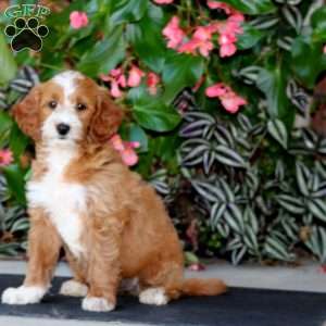Wendy, Mini Goldendoodle Puppy