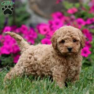 Wendy, Miniature Poodle Puppy
