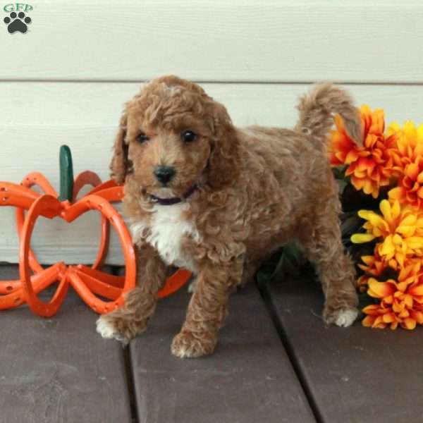 Wesley, Toy Poodle Puppy