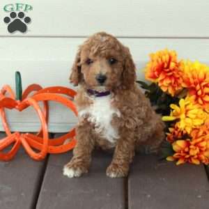 Wesley, Toy Poodle Puppy