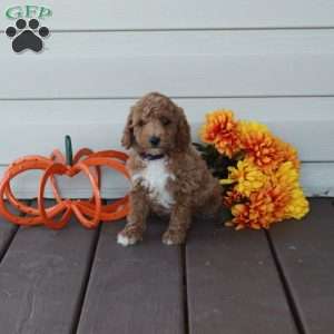 Wesley, Toy Poodle Puppy
