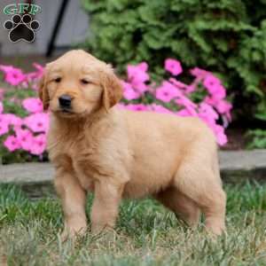 Wesley, Golden Retriever Puppy