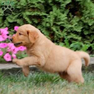 Wesley, Golden Retriever Puppy