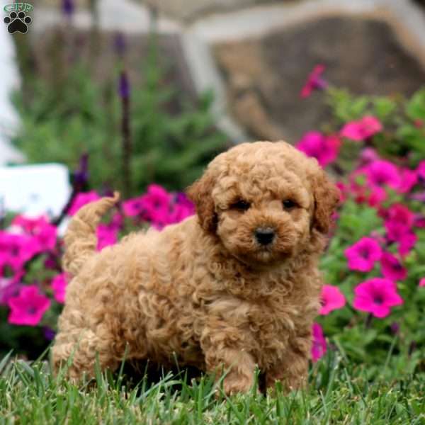 Weston, Miniature Poodle Puppy