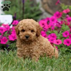 Weston, Miniature Poodle Puppy