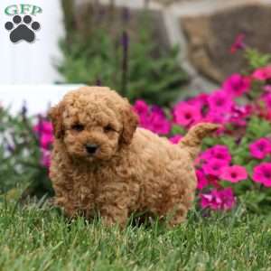 Weston, Miniature Poodle Puppy