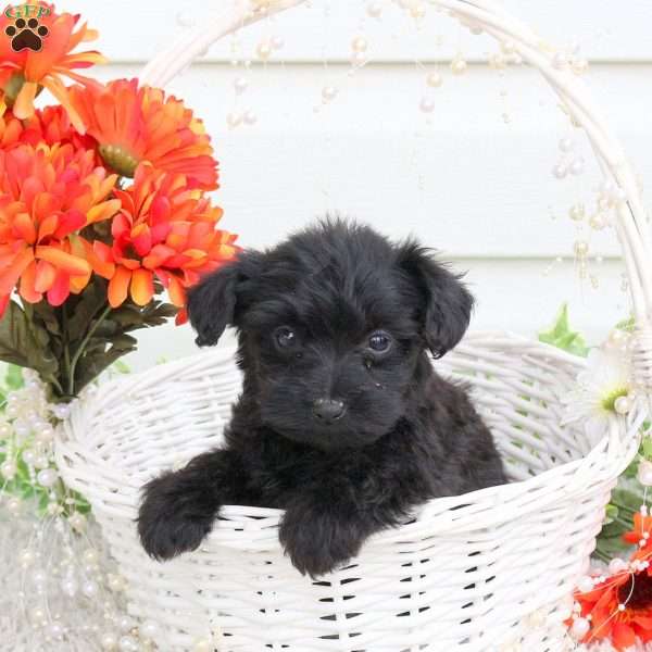 Whitney, Yorkie Poo Puppy
