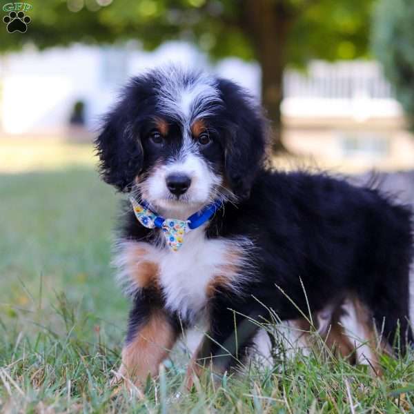 Wiggles, Mini Bernedoodle Puppy