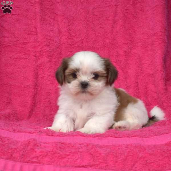 Wiggles, Shih Tzu Puppy