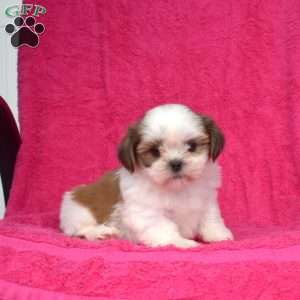 Wiggles, Shih Tzu Puppy
