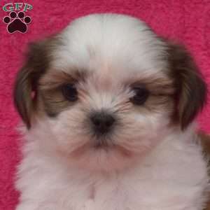 Wiggles, Shih Tzu Puppy