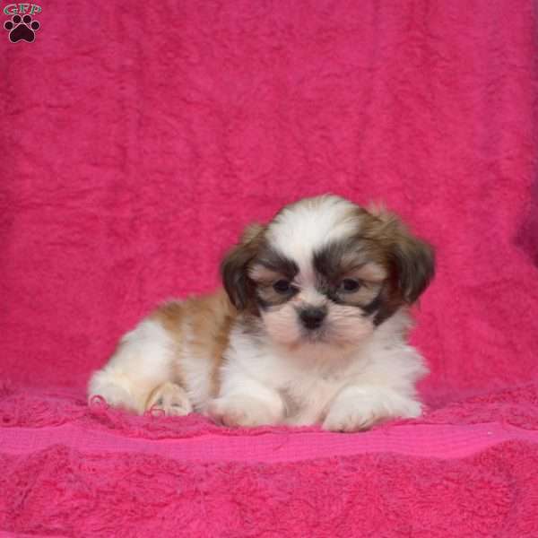Wilbur, Shih Tzu Puppy