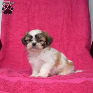 Wilbur, Shih Tzu Puppy