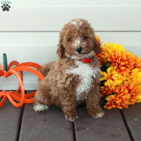 Wiley, Toy Poodle Puppy