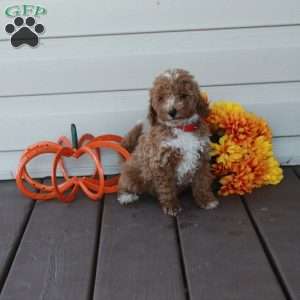 Wiley, Toy Poodle Puppy