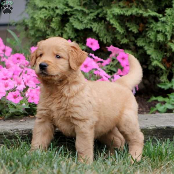 Will, Golden Retriever Puppy