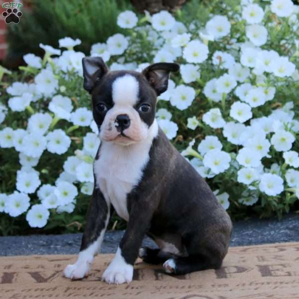 Will, Boston Terrier Puppy