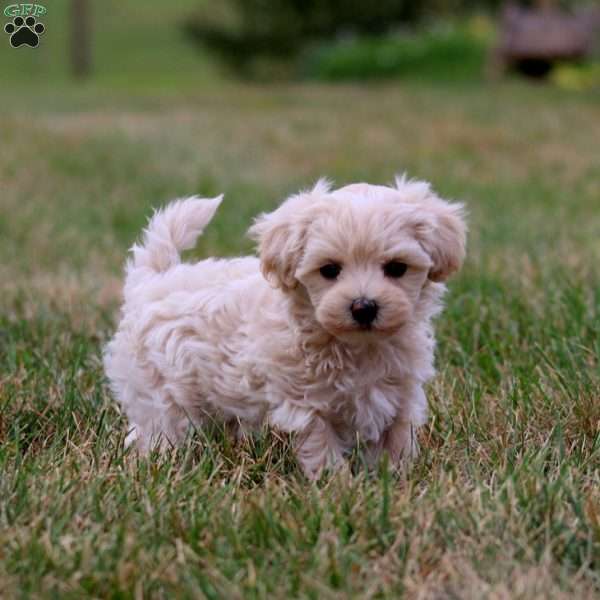 Will, Maltipoo Puppy