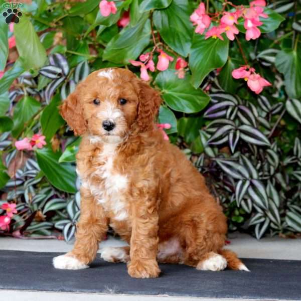 Will, Mini Goldendoodle Puppy