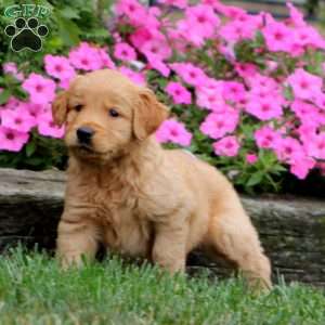 Will, Golden Retriever Puppy
