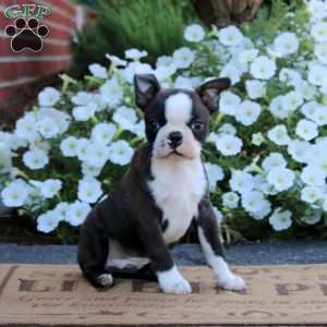 Will, Boston Terrier Puppy
