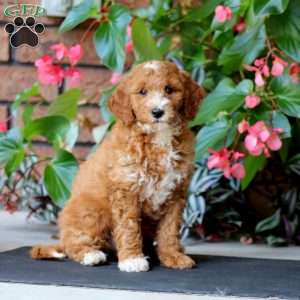 Will, Mini Goldendoodle Puppy