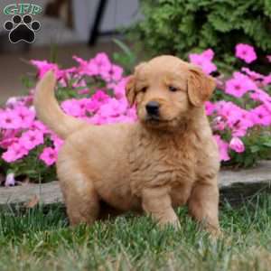 Will, Golden Retriever Puppy