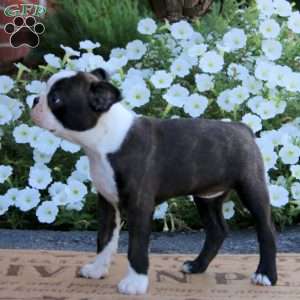Will, Boston Terrier Puppy