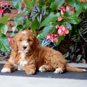 Will, Mini Goldendoodle Puppy