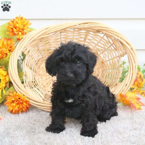 William, Yorkie Poo Puppy